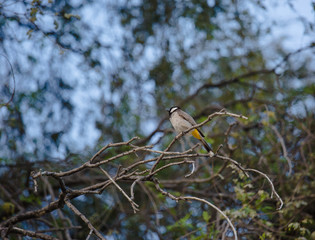 White cheeked bulbul on a thorny tree.