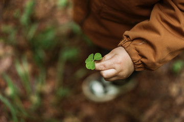 boy holding a four-leaf clover in his hand