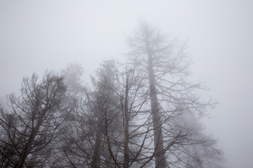 trees in the fog