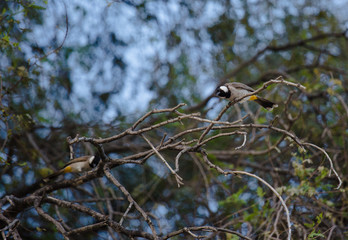 White cheeked bulbul on a thorny tree.