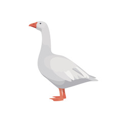 White goose isolated on white background. Farm animals collection.