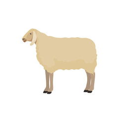 Vector illustration of sheep. Farm animals collection.