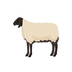 Vector illustration of sheep. Farm animals collection.