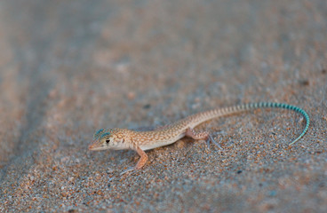 Desert Spiny Lizard (Sceloporus Magister) on sandstone in the southwest USA.