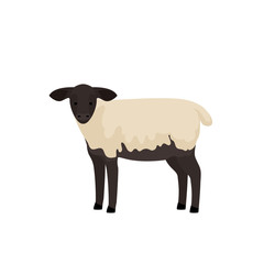 Lamb vector illustration. Farm animals collection.