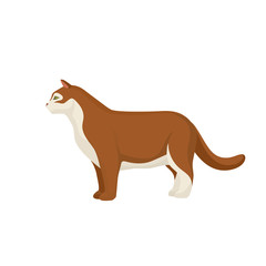 Cat vector illustration. Farm animals collection. Pets.