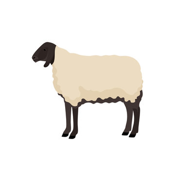 Vector illustration of sheep. Farm animals collection.