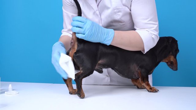 Veterinarian anal gland cleansing of dog. Black and tan dachshund, standing on the table, and human hands wearing blue sterile gloves, vet in white coat, makes procedure, unpleasant for pet