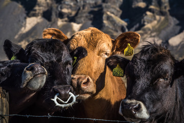 Cows on the farm © AristilisPhotography