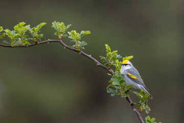 Brewster's warbler - a hybrid between a golden-winged warbler and a blue-winged warbler.  Vermivora chrysoptera x cynoptera