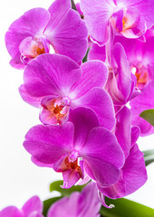 Obraz na płótnie Canvas Purple orchids on a white background