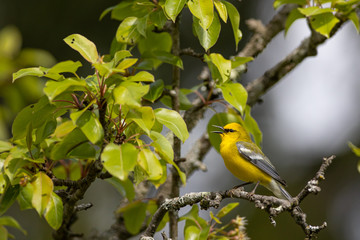 Blue-winged warbler - Vermivora cyanoptera