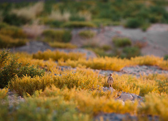 Crested Lark, Galerida cristata Rufous Naped Lark siging for all its worth