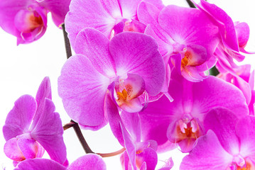 Fototapeta na wymiar Purple orchids on a white background