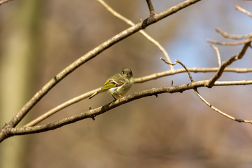 The Ruby crowned Kinglet is a very small bird found throughout North America.
