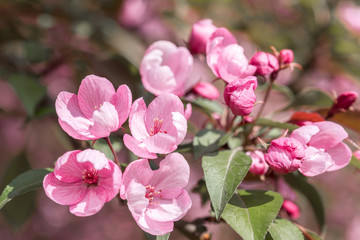 Fototapeta na wymiar Crabapple Trees Blooming. Branches of blossoming pink tree of apple or sakura close-up. Selective focus