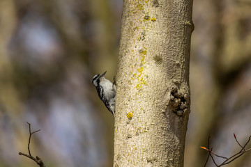Downy woodpecker on spring in Wisconsin state forest.