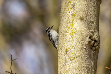 Downy Woodpecker. In the spring woodpeckers make holes in the tree, from which flows sweet sap...