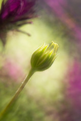 Nacimiento de una flor