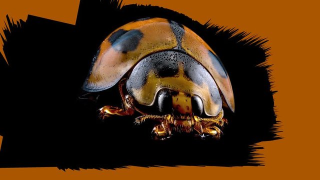 3D Animation Of A Ladybug