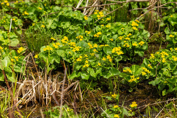 Fototapeta na wymiar Marsh-marigold is a small to medium-sized perennial herb of the buttercup that comes from swamps, bogs, ditches and moist forests