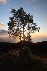 Obraz premium tree and sunset