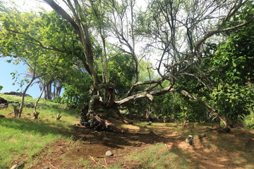 trees in the forest