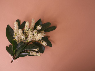 Evergreen leaves bunch from cherry laurel on brown background. Bush in full bloom. Minimal summer...
