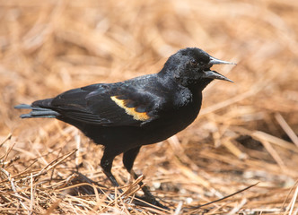 Red-Winged Blackbird in Pine Straw