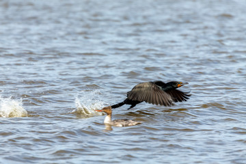 Double crested cormorants on Lake Michigan. Natural scene from Wisconsin.