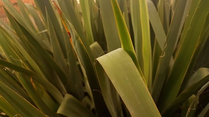 Żywe, zielone liście © Kamil