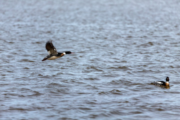 Flying red breasted merganser on lake Michigan. Natural scene from Wisconsin.