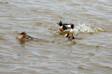 Red breasted merganser.  Breeding season when the drake is looking for a hen.