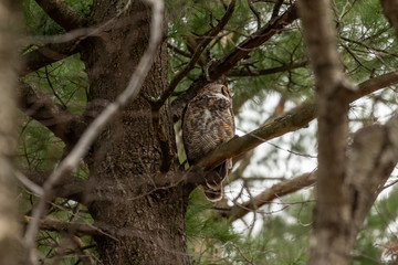 Great horned owl sitting near nest. Nature scene from state park in Wisconsin.