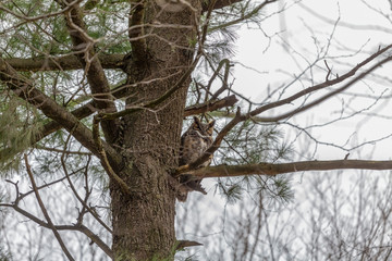 Obraz premium Great horned owl sitting near nest. Nature scene from state park in Wisconsin.