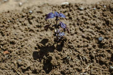 Young plant in the morning light
