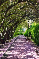 Wooden bench on a street covered with pink petals fallen from cherry blossoms in the spring