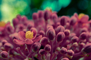 pistilos de una flor morada