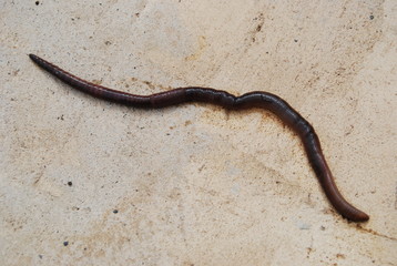 Large Earthworm on Concrete Floor