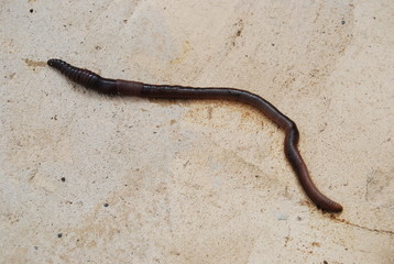 Large Earthworm on Concrete Floor