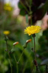 Fleur Taraxacum_4
