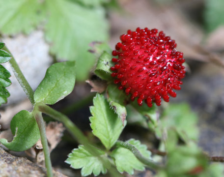 Closeup of a Wild Strawberry