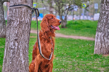 Irish Setter waits for host sits by a tree on a leash color
