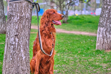 Irish Setter waits for host sits by a tree on a leash color