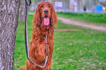 Irish Setter waits for host sits by a tree on a leash color