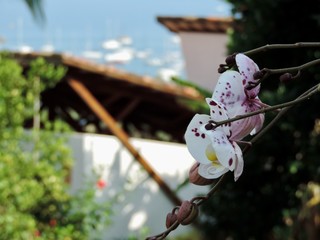 Orquídea Selvagem