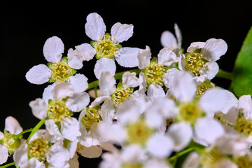 cherry tree flowers on a black macro background low light