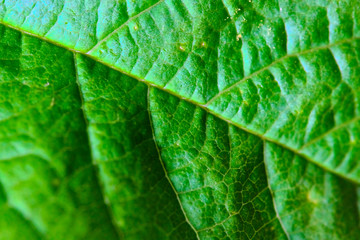 texture of the cherry tree leaf macro color
