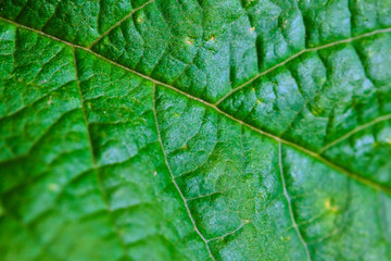 texture of the cherry tree leaf macro color