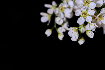Naklejka na ściany i meble cherry tree flowers on a black macro background low light